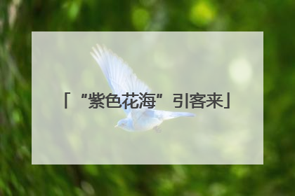 “紫色花海”引客来