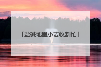 盐碱地里小麦收割忙