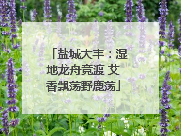 盐城大丰：湿地龙舟竞渡 艾香飘荡野鹿荡