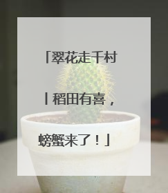 翠花走千村丨稻田有喜，螃蟹来了！