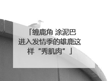 缠鹿角 涂泥巴 进入发情季的雄鹿这样“秀肌肉”