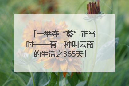 一举夺“葵”正当时——有一种叫云南的生活之365天