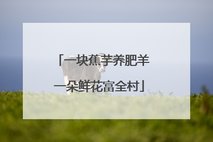 一块蕉芋养肥羊 一朵鲜花富全村