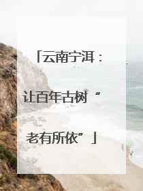 云南宁洱：让百年古树“老有所依”