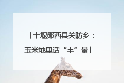 十堰郧西县关防乡：玉米地里话“丰”景
