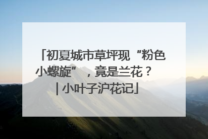 初夏城市草坪现“粉色小螺旋”，竟是兰花？ | 小叶子沪花记