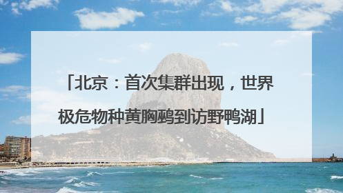北京：首次集群出现，世界极危物种黄胸鹀到访野鸭湖