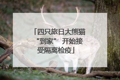 四只旅日大熊猫“到家” 开始接受隔离检疫