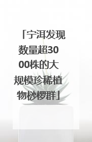 宁洱发现数量超3000株的大规模珍稀植物桫椤群