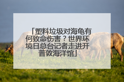 塑料垃圾对海龟有何致命伤害？世界环境日总台记者走进开普敦海洋馆