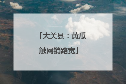 大关县：黄瓜触网销路宽