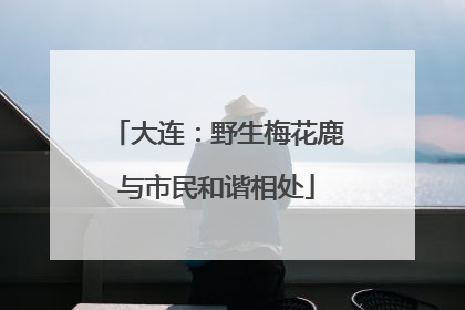 大连：野生梅花鹿与市民和谐相处