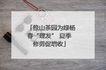 捺山茶园为绿杨春“理发” 夏季修剪促增收