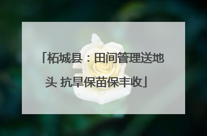 柘城县：田间管理送地头 抗旱保苗保丰收