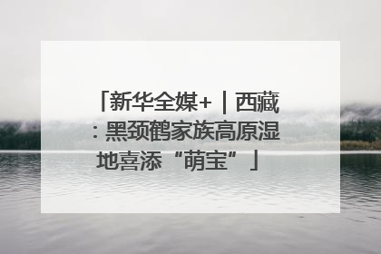 新华全媒+｜西藏：黑颈鹤家族高原湿地喜添“萌宝”