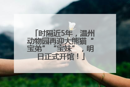 时隔近5年，温州动物园再迎大熊猫“宝弟”“宝妹”，明日正式开馆！