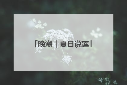 晚潮｜夏日说莲