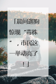 晨间遛狗惊现“毒株”，市民这一举动亮了！