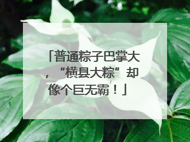 普通粽子巴掌大，“横县大粽”却像个巨无霸！