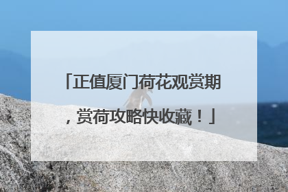正值厦门荷花观赏期，赏荷攻略快收藏！