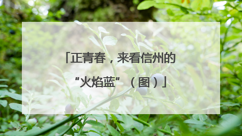 正青春，来看信州的“火焰蓝”（图）
