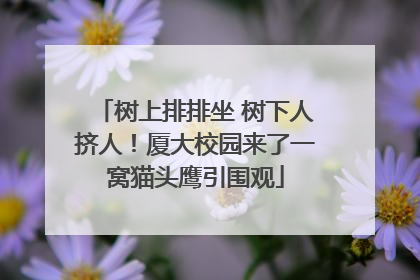 树上排排坐 树下人挤人！厦大校园来了一窝猫头鹰引围观