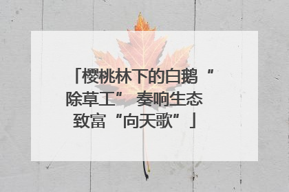 樱桃林下的白鹅“除草工” 奏响生态致富“向天歌”