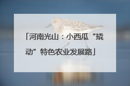 河南光山：小西瓜“撬动”特色农业发展路