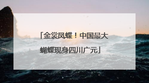 金裳凤蝶！中国最大蝴蝶现身四川广元