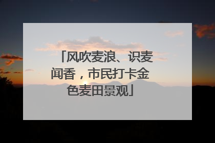 风吹麦浪、识麦闻香，市民打卡金色麦田景观