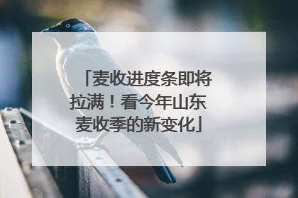 麦收进度条即将拉满！看今年山东麦收季的新变化