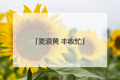 麦浪黄 丰收忙