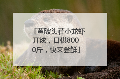 黄陂头茬小龙虾开炫，日供8000斤，快来尝鲜
