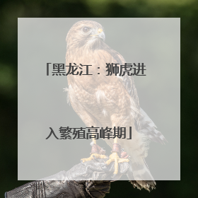 黑龙江：狮虎进入繁殖高峰期