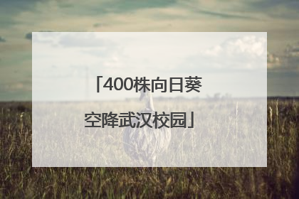400株向日葵空降武汉校园